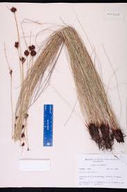 Image result for Schoenus