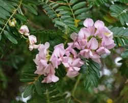 Image result for Virgilia