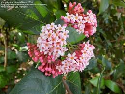 Image result for Rogiera amoena