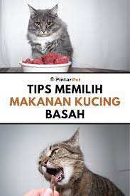 Tips Memilih Makanan Kucing Basah Yang Tepat Untuk Kucing Kesayanganmu In 2021 Makanan Kucing Kucing Dokter Hewan