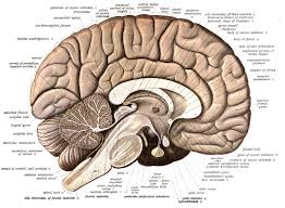 Inside The Brain Diagram Diagram Of The Inside Of The Brain Human Anatomy Chart Anatomia Del Cerebro Humano Sistema Limbico Cerebro Humano