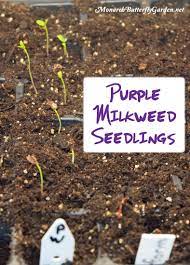 How To Cold Stratify Seeds Cold Moist Stratification Dry No Milkweed Seeds Milkweed Seeds