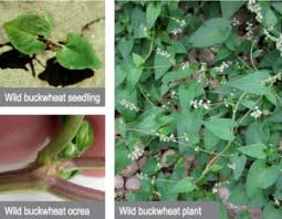 On our site, you can learn about common and problem weeds for new york's main agricultural commodities, get help with identifying mystery weeds, and learn about recent weed id questions and upcoming trainings and events in new york. Guide To Common Wisconsin Weeds
