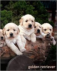 We started a waiting list… Buy Golden Retriever A Gift Journal For People Who Love Dogs Golden Retriever Puppy Edition Volume 10 So Cute Puppies Book Online At Low Prices In India Golden Retriever A Gift