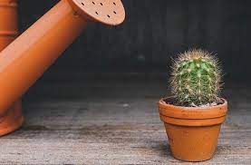 The cactus plant lives for extended periods of time due the lack of predators; How To Make Your Cactus Grow Faster Terrarium Planting Guide