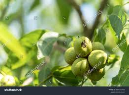 Image result for Walnut blight