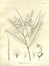 Image result for Sesbania sericea