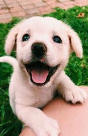 Why are puppies so cute? Pin On Animals And Pets