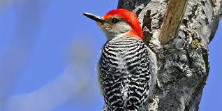 Black and white with a red head. Red Bellied Woodpecker National Wildlife Federation
