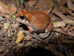 Image result for Habenaria uncicalcar