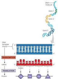 Sintesis Protein Tahapan Transkripsi Dan Translasi Proses Urutan