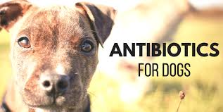 Antibiotics For Dogs Amoxicillin Penicillin And Probiotics