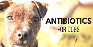 antibiotics for dogs amoxicillin penicillin and probiotics