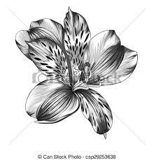Black And White Lily Clipart Free Black And White Alstroemeria Flower Vector Stock Illustration Royalty Free Illustrations Stock Clip Art Icon St Lilies Drawing Flower Tattoos Waves Tattoo