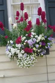 This window box features the white flowers of sea thrift (armeria maritima 'alba' paired with festuca glauca 'sea. Page Not Found Shades Shutters Blinds Blog Window Box Flowers Window Box Plants Container Gardening Flowers