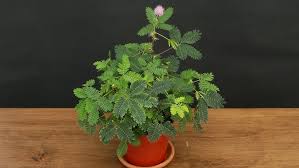 Image result for Mimosa pudica