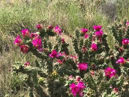 Image result for Opuntia imbricata