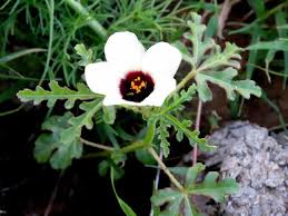 Image result for Hibiscus pusillus