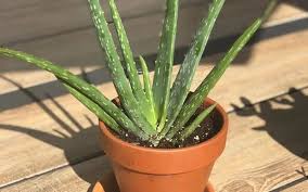 It contains vitamins and amino acids that contribute to wound healing. How Fast Does Aloe Vera Grow And How To Grow Them Faster Aloe Vera Plant Aloe Plant Propagate Aloe Vera