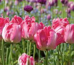 Tulip Elsenburg White Flower Farm Parrot Tulips Tulips