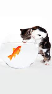 Oceanic symbols, nautical designs, and coral reef images are the ingredients of this collection, which is suitable for any interior type.n. Cat Goldfish White Wallpaper Sc Smartphone