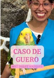 Crecimiento de Mi Loro: Desde Bebé Hasta Adulto