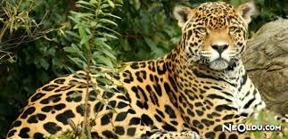Ruyada Jaguar Gormek Ne Anlama Gelir