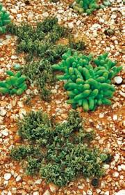 Image result for Plinthus karooicus