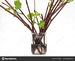 Image result for grapevine cuttings