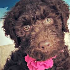 We did not find results for: Stoney Creek Family Puppies Bmo Show