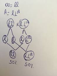 Grupelor de sange le este caracteristic si un anumit nivel al acidului din stomac si al enzimelor. DacÄƒ TatÄƒl Are Grupa De Sange 0 Cu Rh Ul Negativ È™i Mama Are A2 Cu Rh Ul Pozitiv Care Este Grupa È™i Brainly Ro