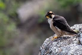 Image result for Trianthema mozambiquense