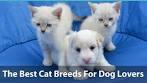 10 of the Best Cat Breeds for Dogs - Pet Insurance