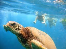 Reef Freediving Snorkeling Club Zakynthos 2020 All You Need To Know Before You Go With Photos Tripadvisor