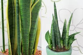 Image result for Sansevieria nilotica