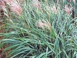 Maybe you would like to learn more about one of these? Types Of Ornamental Grasses Hgtv