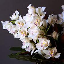 Love Orchids You Ll Appreciate Them Even More After Learning The Meanings Behind This Beautiful Flower Orchids Whiteorc Buy Orchids Orchids Flower Meanings