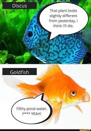 Discus That Plant Looks Slightly Different From Yesterday I Think I Ll Die Goldfish Filthy Pond Water F Yeah Ifunny Fishing Memes Zelda Funny Discus