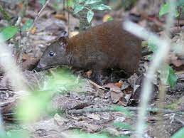 Musky Rat Kangaroo Musky Rat Kangaroo Wikipedia Small Kangaroo Rainforest Destruction Animals