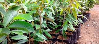 Umumnya, pohon buah ini tumbuh tinggi menjulang hingga mencapai 20 meter tergantung dari jenis. Keunggulan Cara Menanam Dan Harga Bibit Durian Montong Daftar Harga Tarif