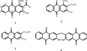 Image result for Pentas micrantha