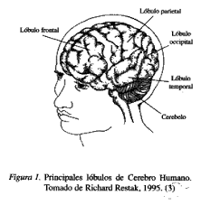 Analogía computacional del cerebro y la mente