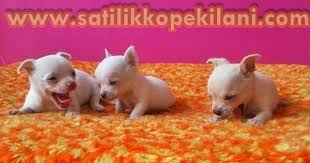 Sivava Sivava Kopekler Chihuahua Kopek