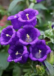 Pin On Flowers Beauty Colors And Design Patterns