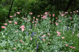 Learn how to prune roses properly in 5 simple steps. As Ye Sow Saving And Planting Poppy Seeds Flower Magazine