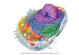 There is a printable worksheet available for download here so you can take the quiz with pen and paper. Plant Cell