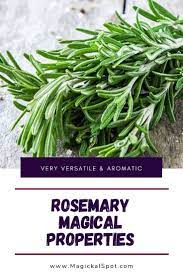 5 Rosemary Magical Properties Explained Very Versatile Aromatic In 2021 Magic Herbs Rosemary Herb How To Dry Rosemary