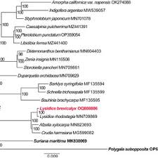 Image result for Indigofera brevicalyx