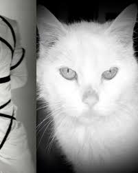 In Person: '13 Lives of Rick Castro' Rick Castro (@castrrick) is an  acclaimed American photographer, filmmaker, and artist known for his  boundary-pushing work. Emerging from the vibrant cultural landscape of Los  Angeles,