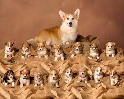 A warrior tribe of celts brought the corgis in their aboriginal form to cardiganshire, wales around 1200 bce, which means corgis have been in wales for over 3000 years. Proud Corgi With Her Litter Of 15 Puppies Corgi